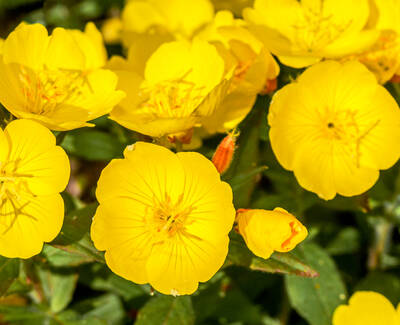 A close-up of bright yellow flowers blooming among green leaves.