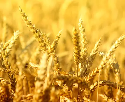 Close-up of golden wheat stalks in a field, softly illuminated by sunlight.