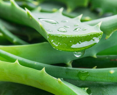 Close-up of a fresh aloe vera leaf with droplets of water on its surface, highlighting its green color and spiky edges.
