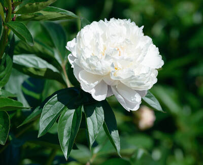 A lush white peony flower in full bloom, surrounded by dark green leaves.